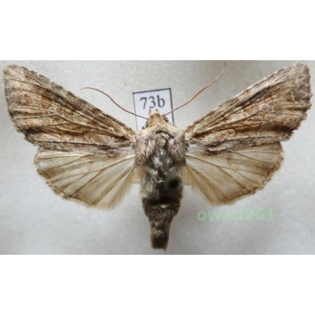 Apamea anceps (Denis & Schiffermüller, 1775) Czech73b